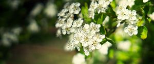 Preview wallpaper hawthorn, flowers, petals, leaves, glare