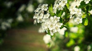 Preview wallpaper hawthorn, flowers, petals, leaves, glare