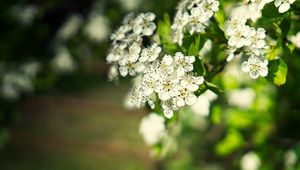Preview wallpaper hawthorn, flowers, petals, leaves, glare