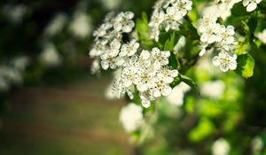 Preview wallpaper hawthorn, flowers, petals, leaves, glare