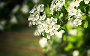 Preview wallpaper hawthorn, flowers, petals, leaves, glare