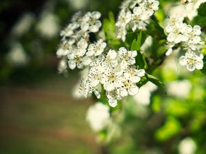 Preview wallpaper hawthorn, flowers, petals, leaves, glare