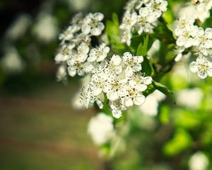 Preview wallpaper hawthorn, flowers, petals, leaves, glare