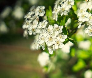 Preview wallpaper hawthorn, flowers, petals, leaves, glare
