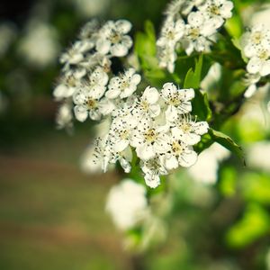 Preview wallpaper hawthorn, flowers, petals, leaves, glare