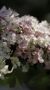 Preview wallpaper hawthorn, flowers, spring, macro