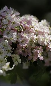 Preview wallpaper hawthorn, flowers, spring, macro