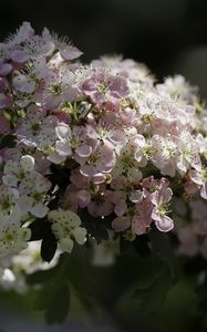 Preview wallpaper hawthorn, flowers, spring, macro