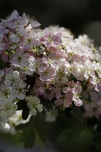 Preview wallpaper hawthorn, flowers, spring, macro