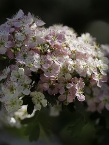 Preview wallpaper hawthorn, flowers, spring, macro