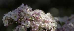 Preview wallpaper hawthorn, flowers, spring, macro