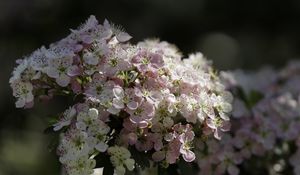Preview wallpaper hawthorn, flowers, spring, macro