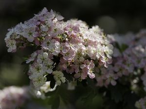 Preview wallpaper hawthorn, flowers, spring, macro