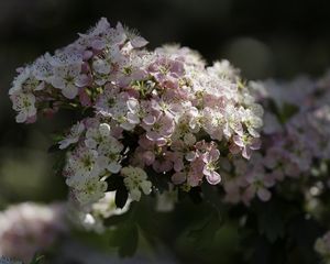 Preview wallpaper hawthorn, flowers, spring, macro