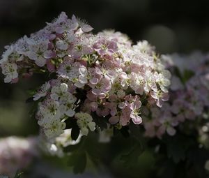 Preview wallpaper hawthorn, flowers, spring, macro