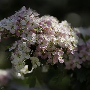 Preview wallpaper hawthorn, flowers, spring, macro
