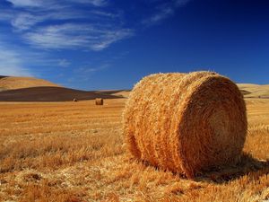 Preview wallpaper hay, bale, field, agriculture, straw