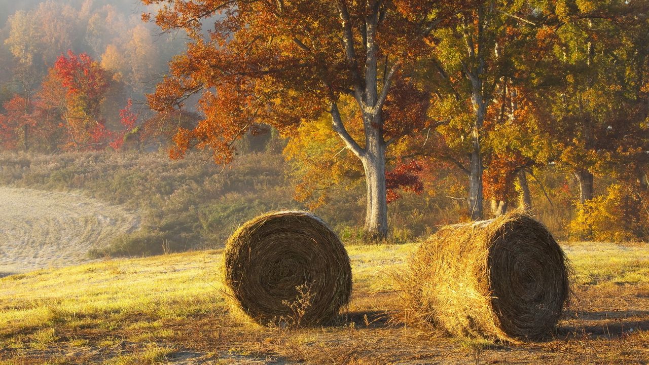 Wallpaper hay, bales, agriculture, autumn, field