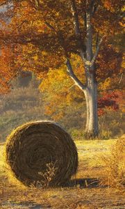 Preview wallpaper hay, bales, agriculture, autumn, field