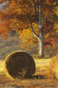 Preview wallpaper hay, bales, agriculture, autumn, field
