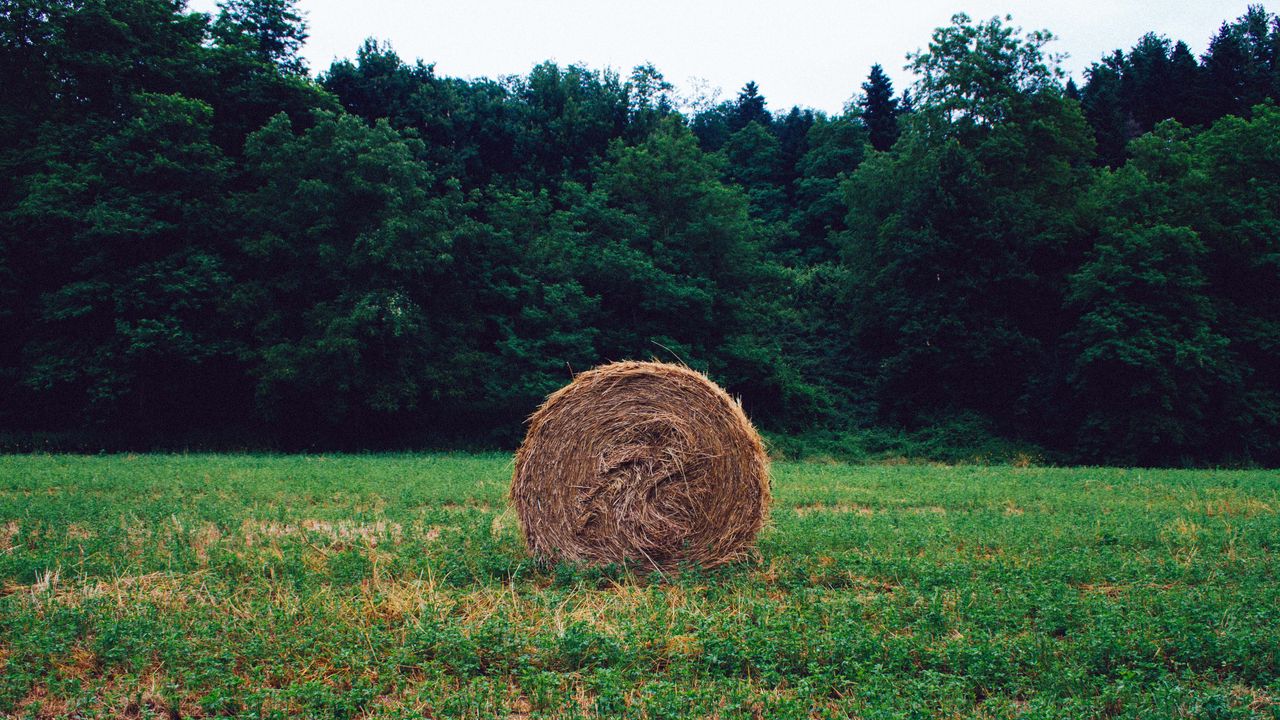 Wallpaper hay, grass, forest