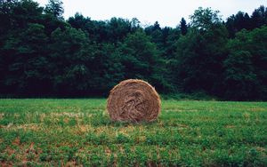 Preview wallpaper hay, grass, forest