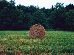 Preview wallpaper hay, grass, forest