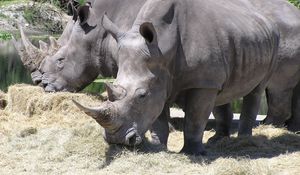 Preview wallpaper hay, grass, trees, rhinos, family