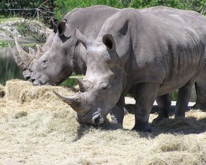 Preview wallpaper hay, grass, trees, rhinos, family