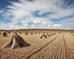 Preview wallpaper hay, sheaves, crop, cleaning, agriculture, field