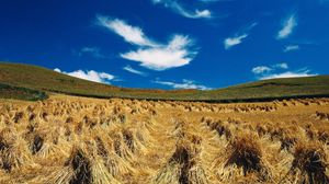 Preview wallpaper hay, sheaves, summer, agriculture