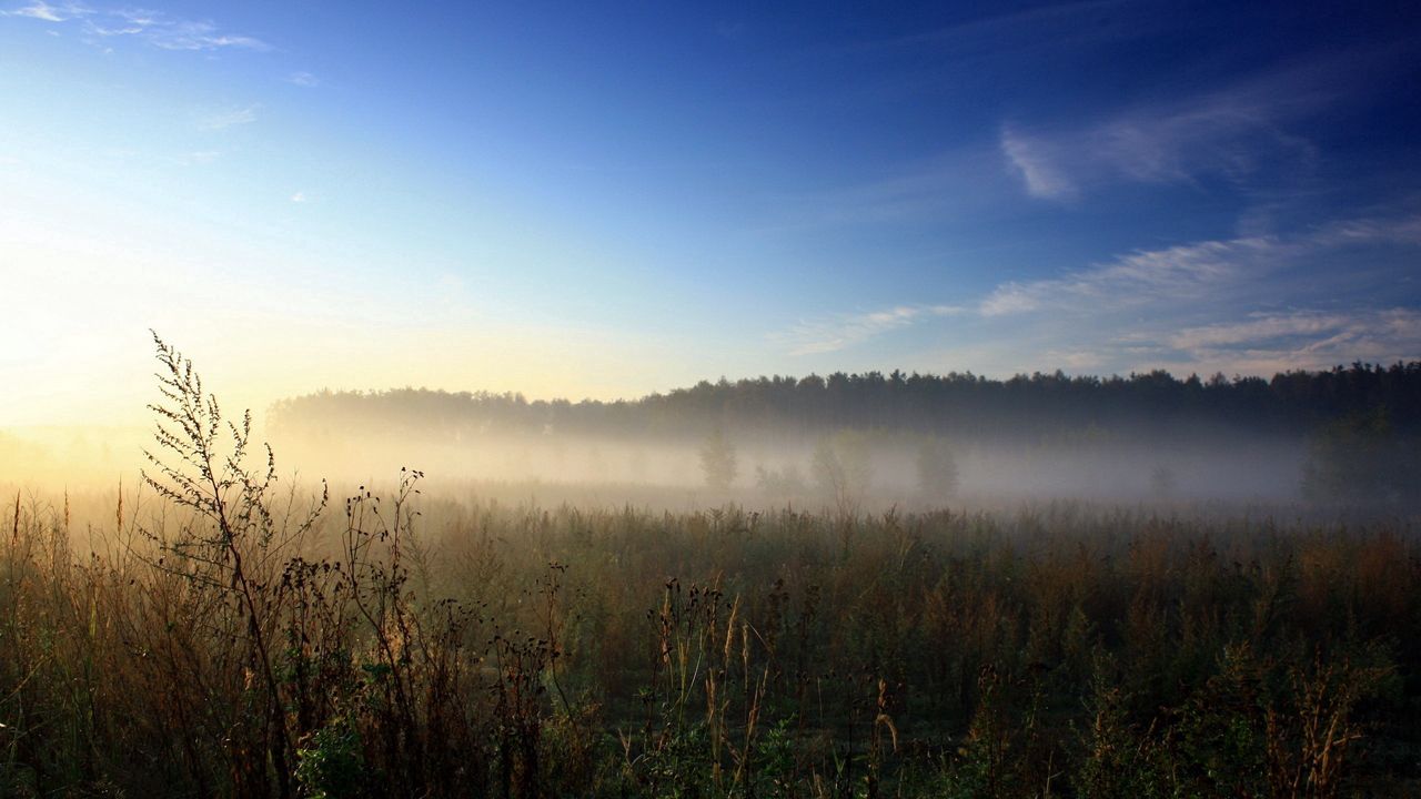 Wallpaper haze, veil, herbs, field, sky, blue, awakening, morning