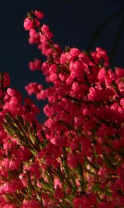 Preview wallpaper heather, bouquet, close-up, black background