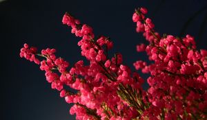 Preview wallpaper heather, bouquet, close-up, black background