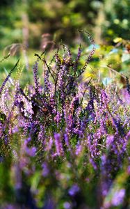 Preview wallpaper heather, flowers, inflorescences, purple