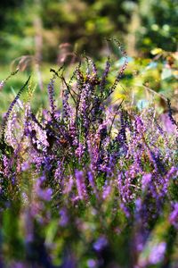 Preview wallpaper heather, flowers, inflorescences, purple