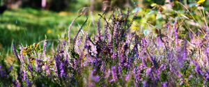 Preview wallpaper heather, flowers, inflorescences, purple