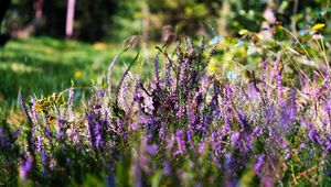 Preview wallpaper heather, flowers, inflorescences, purple