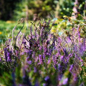 Preview wallpaper heather, flowers, inflorescences, purple