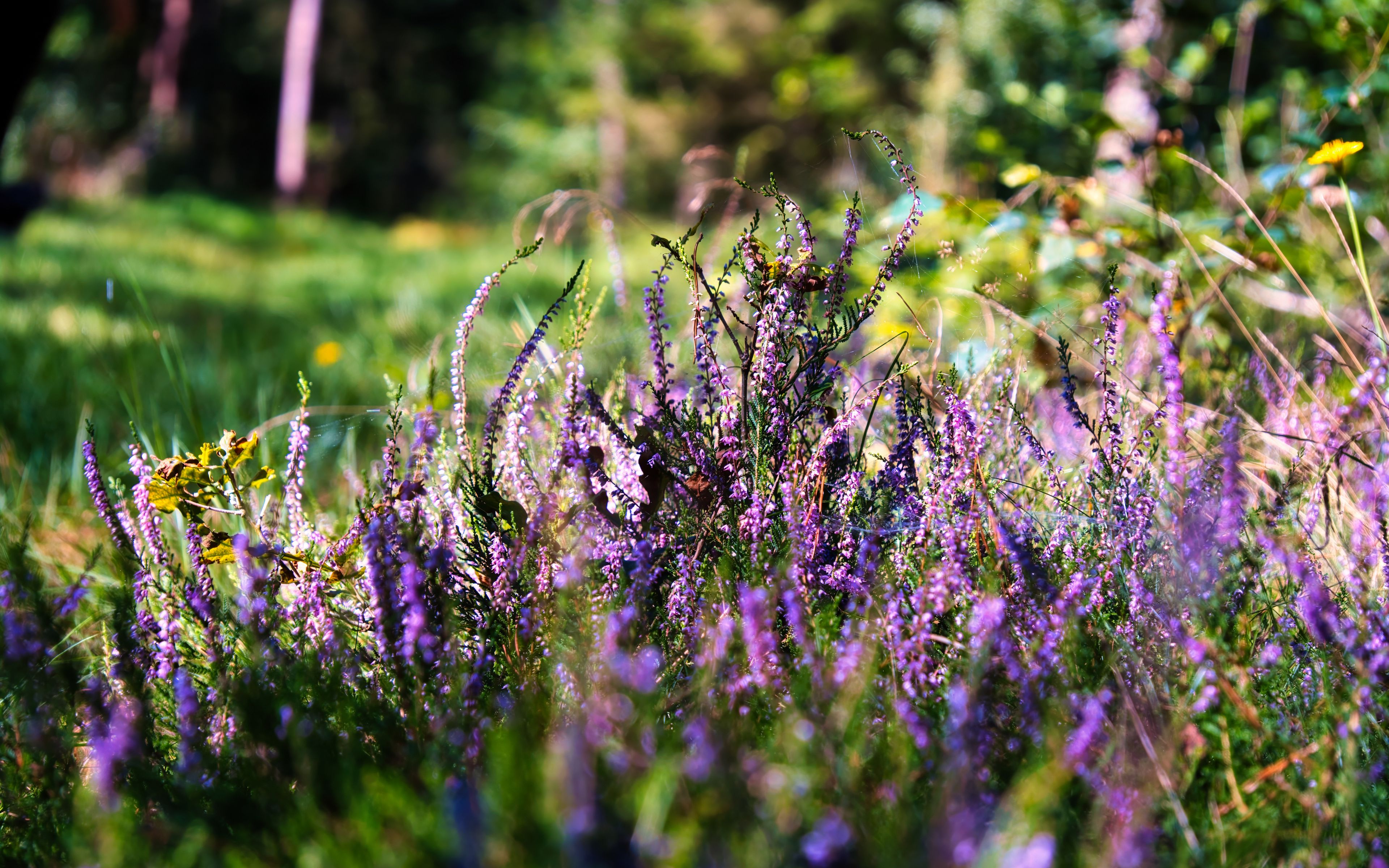 Download wallpaper 3840x2400 heather, flowers, inflorescences, purple ...