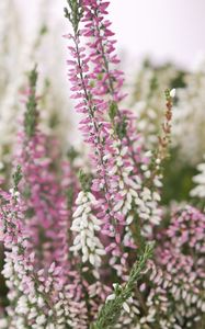 Preview wallpaper heather, flowers, inflorescences, blur