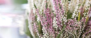 Preview wallpaper heather, flowers, inflorescences, blur