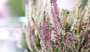 Preview wallpaper heather, flowers, inflorescences, blur