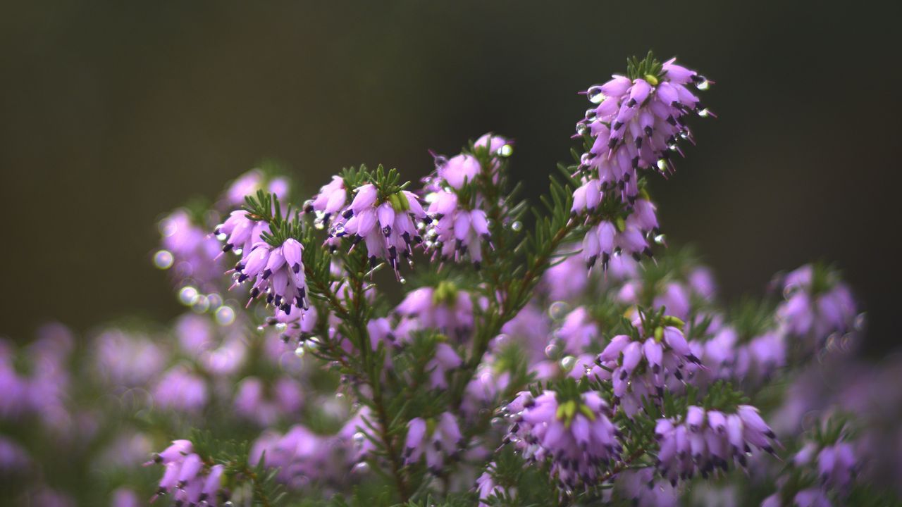 Wallpaper heather, flowers, inflorescences, blur, drops