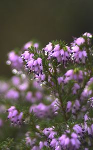 Preview wallpaper heather, flowers, inflorescences, blur, drops