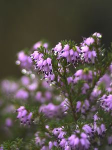 Preview wallpaper heather, flowers, inflorescences, blur, drops