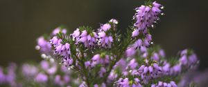 Preview wallpaper heather, flowers, inflorescences, blur, drops