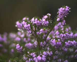 Preview wallpaper heather, flowers, inflorescences, blur, drops