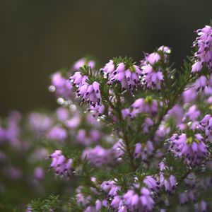 Preview wallpaper heather, flowers, inflorescences, blur, drops