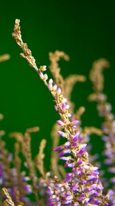 Preview wallpaper heather, flowers, plant, macro, purple